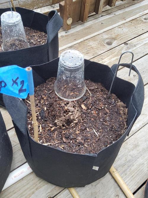 Outdoor Autoflower, round 2. Week 1
