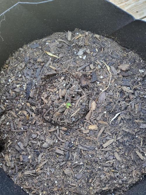 Northern Lights Autoflower. Week 1