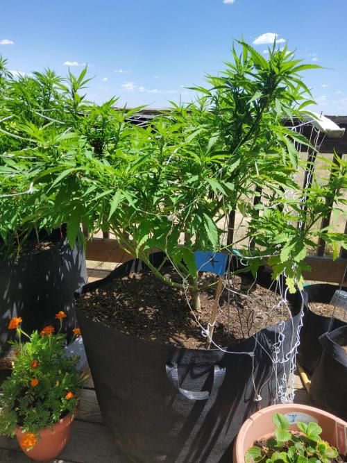 Durban Poison CO grow 2026. Week 19