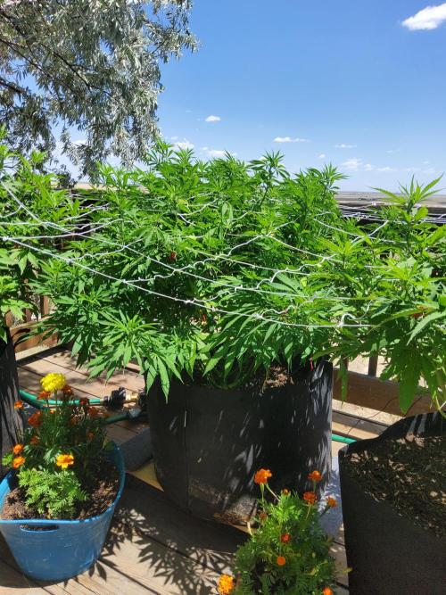 Durban Poison CO grow 2026. Week 19