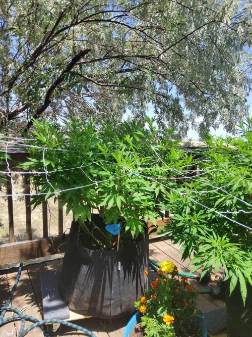 Durban Poison CO grow 2026. Week 19