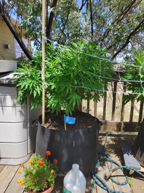 Durban Poison CO grow 2026. Week 19