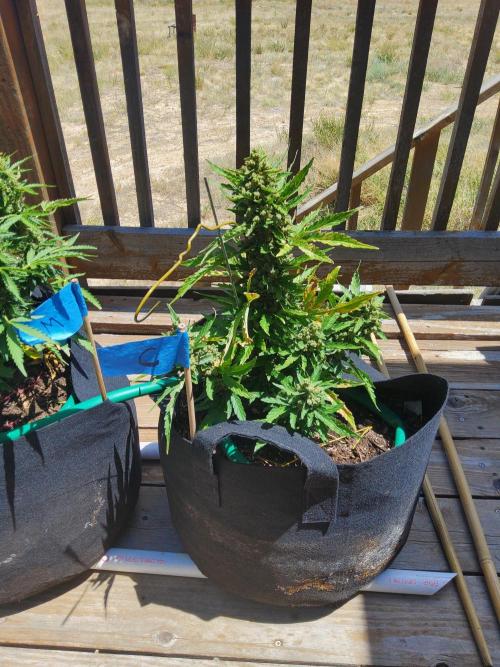 Northern Lights Auto CO outdoor 2026. Week 15