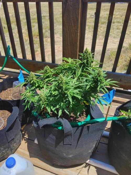Northern Lights Auto CO outdoor 2026. Week 15