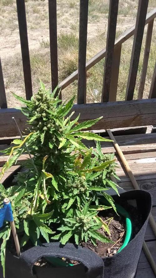 Northern Lights Auto CO outdoor 2026