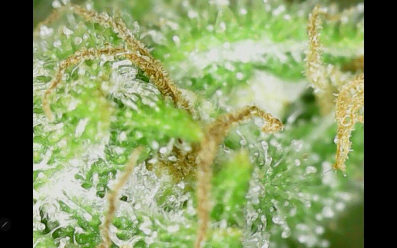 Northern Lights Auto CO outdoor 2026. Week 15 - Update 07.19.26