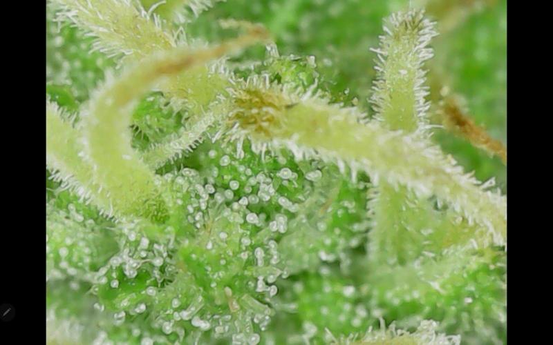 Northern Lights Auto CO outdoor 2026. Week 15 - Update 07.19.26
