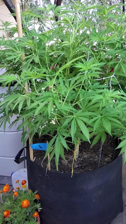 Durban Poison CO grow 2026