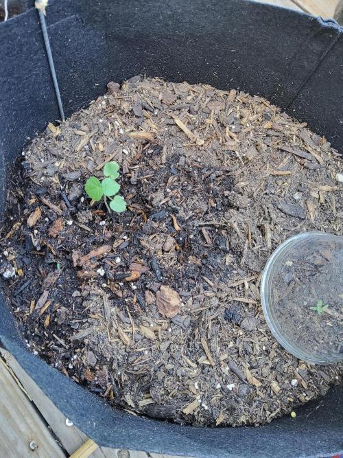 Northern Lights Autoflower. Week 1