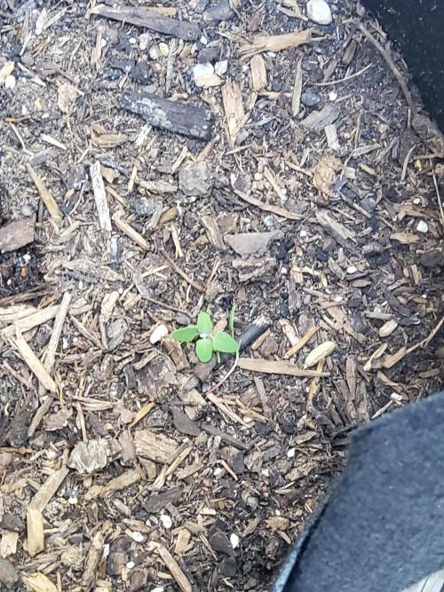 Northern Lights Autoflower. Week 3