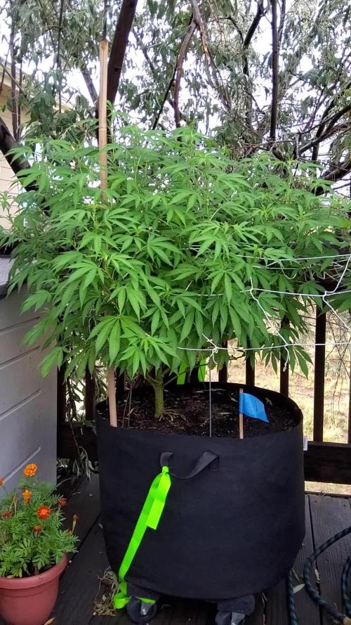 Durban Poison CO grow 2026
