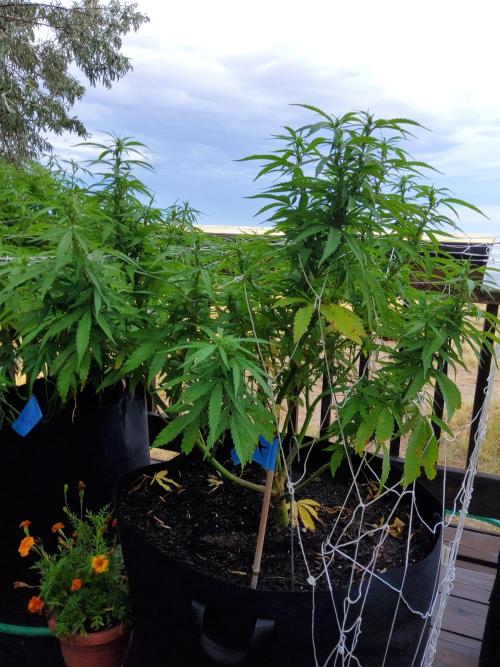 Durban Poison CO grow 2026. Week 20