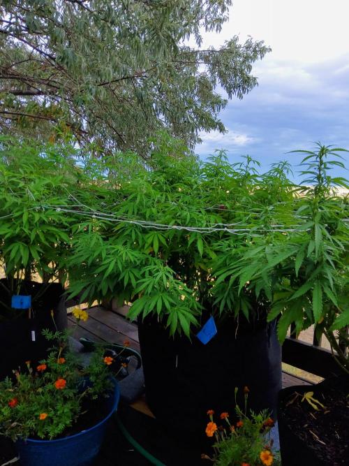 Durban Poison CO grow 2026. Week 20