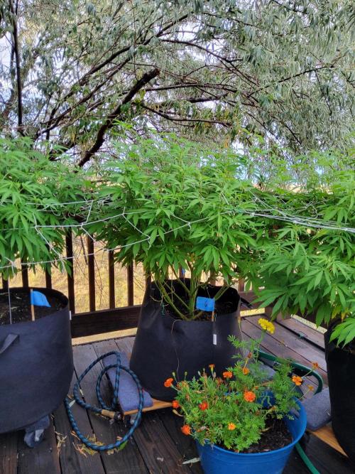 Durban Poison CO grow 2026. Week 20