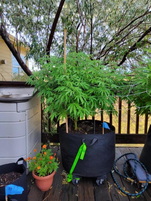 Durban Poison CO grow 2026. Week 20