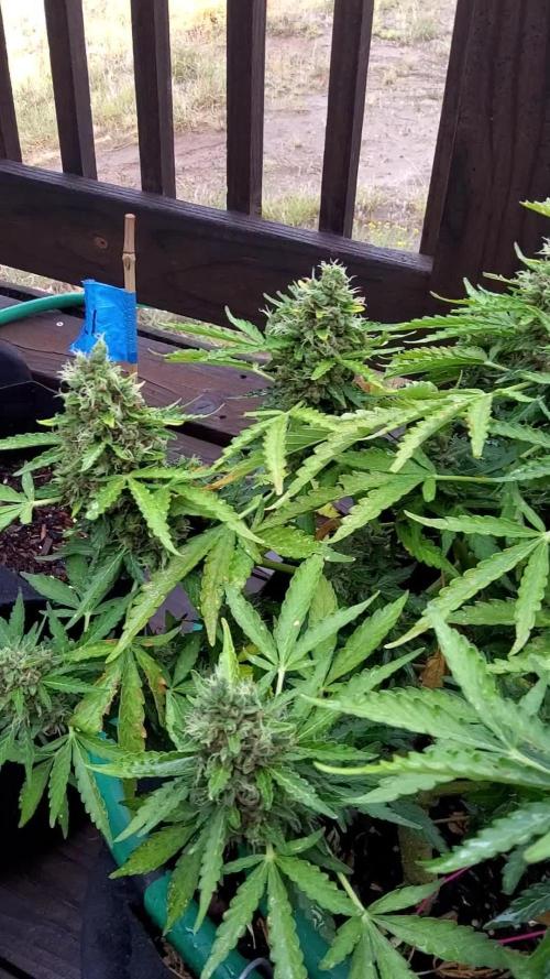 Northern Lights Auto CO outdoor 2026