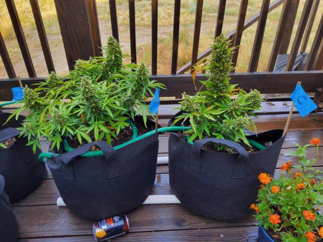 Northern Lights Auto CO outdoor 2026. Week 16