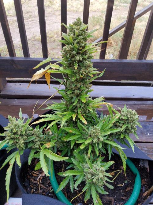 Northern Lights Auto CO outdoor 2026. Week 16