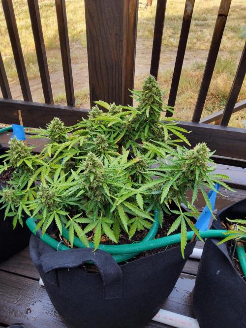 Northern Lights Auto CO outdoor 2026. Week 16