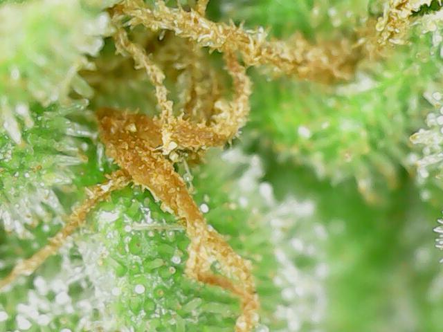 Northern Lights Auto CO outdoor 2026. Week 16
