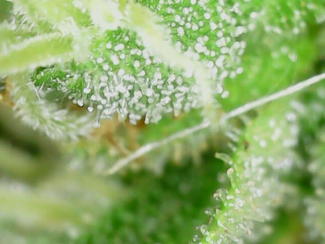Northern Lights Auto CO outdoor 2026. Week 16