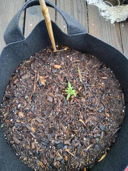 Northern Lights Autoflower. Week 4 - PPX2