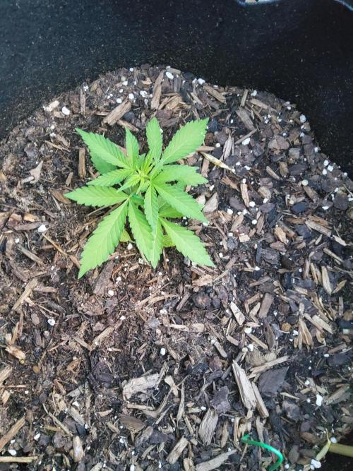 Northern Lights Autoflower. Week 5 - NL1