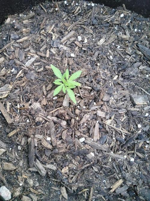 Northern Lights Autoflower. Week 5
