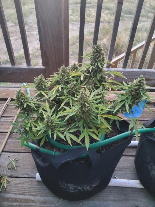Northern Lights Auto CO outdoor 2026. Week 17