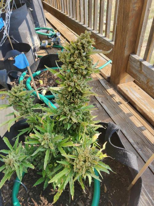 Northern Lights Auto CO outdoor 2026. Week 17