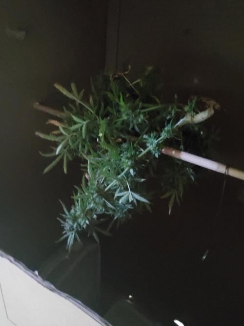 Northern Lights Auto CO outdoor 2026. Week 17