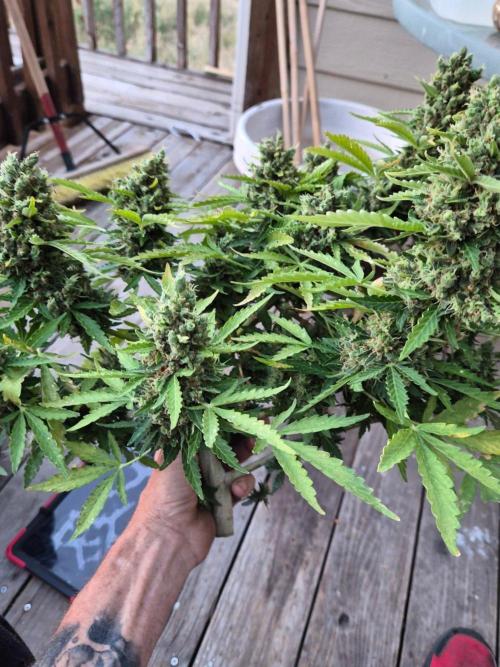 Northern Lights Auto CO outdoor 2026. Week 17