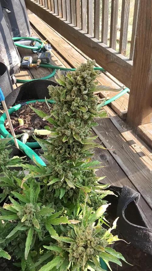 Northern Lights Auto CO outdoor 2026