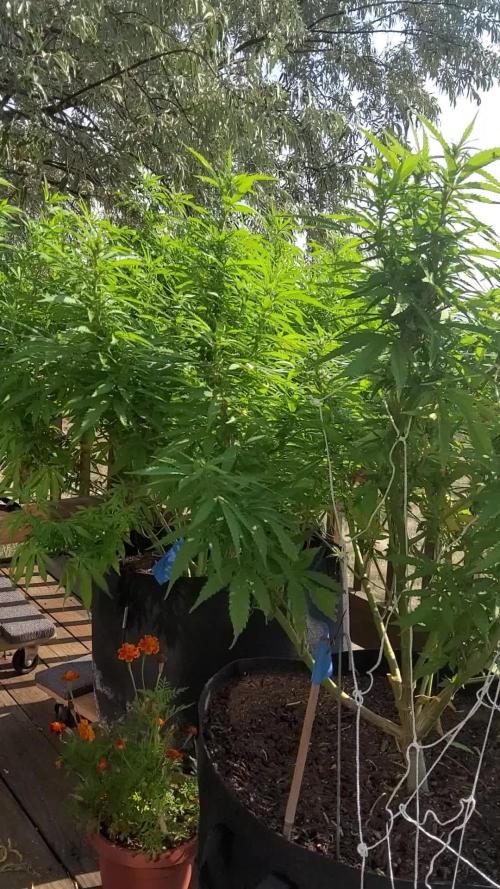 Durban Poison CO grow 2026