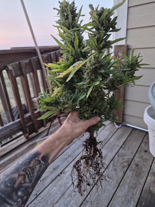 Northern Lights Auto CO outdoor 2026. Week 17 - 8.9.26