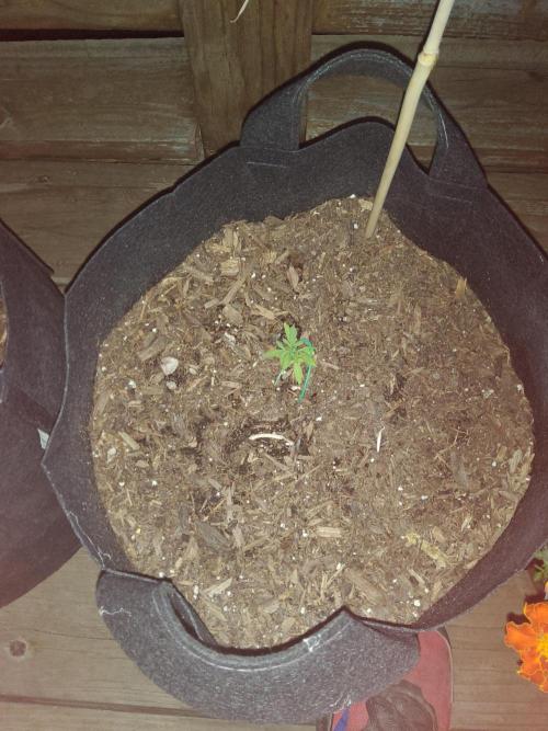 Northern Lights Autoflower. Week 6