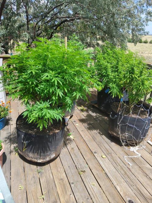Durban Poison CO grow 2026. Week 22