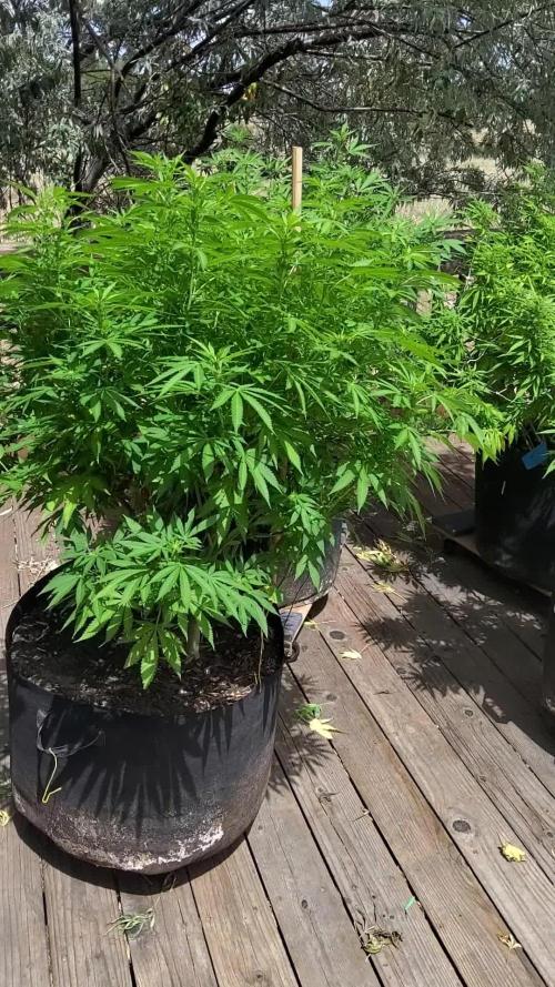 Durban Poison CO grow 2026