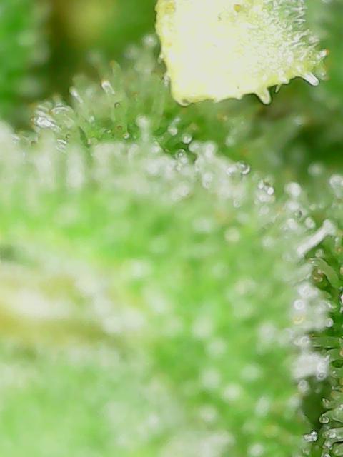 Northern Lights Auto CO outdoor 2026. Week 18