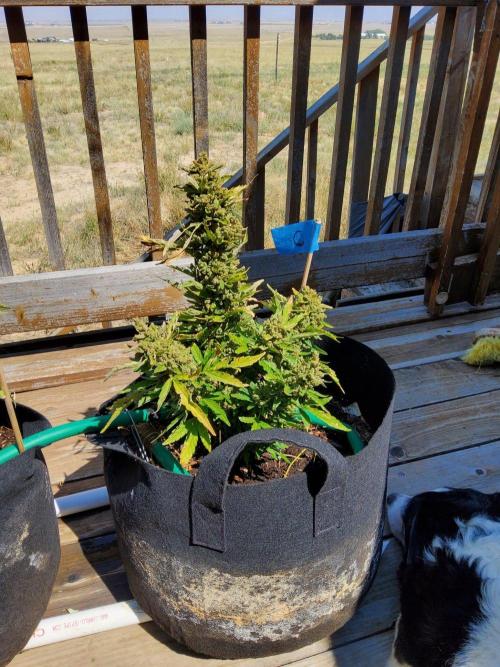Northern Lights Auto CO outdoor 2026. Week 18