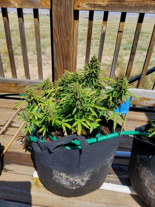 Northern Lights Auto CO outdoor 2026. Week 18