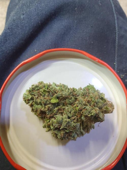 Northern Lights Auto CO outdoor 2026. Week 18