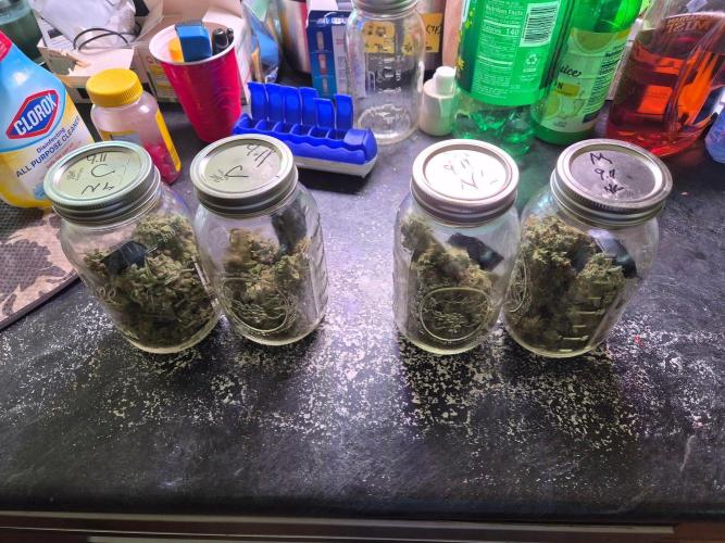 FoxFarm Original Planting Mix. Week 18