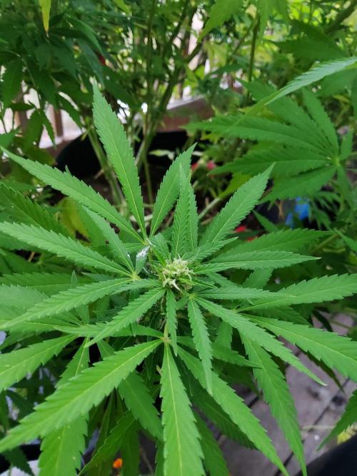 Durban Poison CO grow 2026. Week 22 - Update 8.15