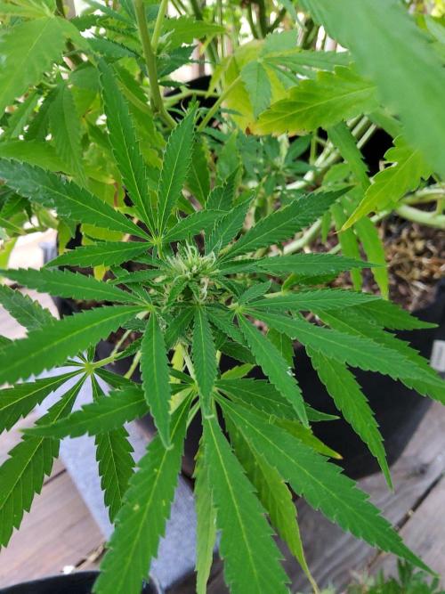 Durban Poison CO grow 2026. Week 22 - Update 8.15