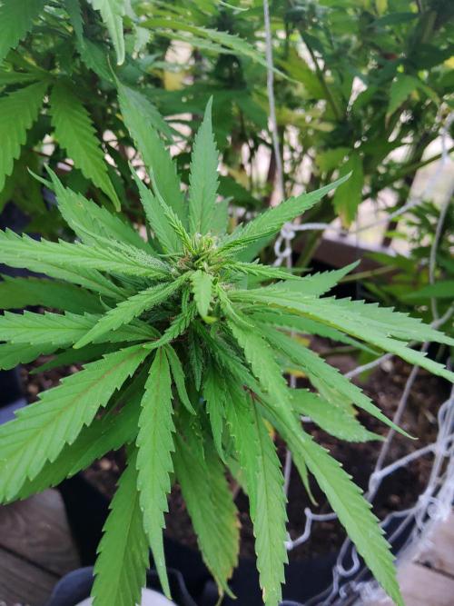 Durban Poison CO grow 2026. Week 22 - Update 8.15