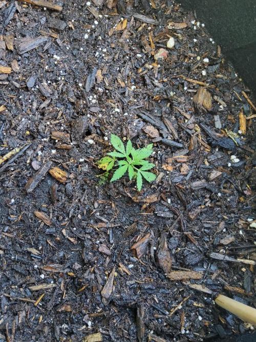 Northern Lights Auto. Week 7