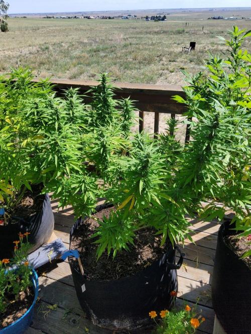Durban Poison CO grow 2026. Week 23