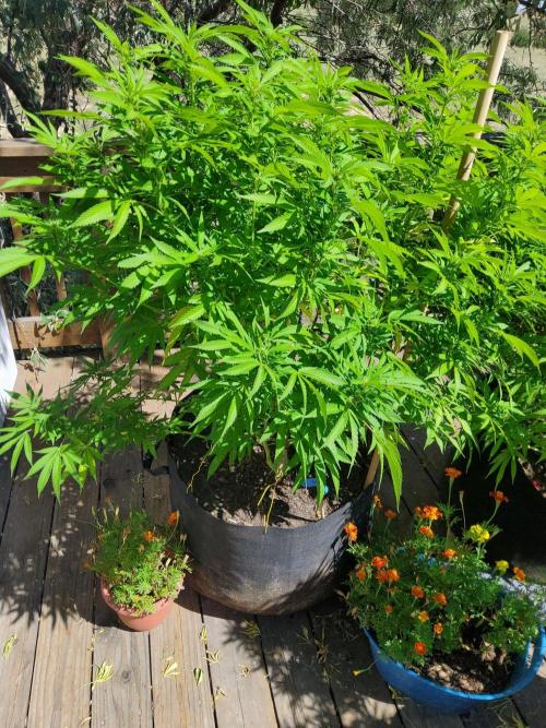 Durban Poison CO grow 2026. Week 23