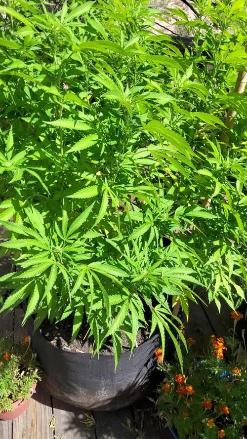 Durban Poison CO grow 2026